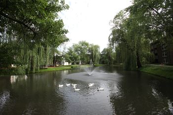 Sparkling ponds with fountains